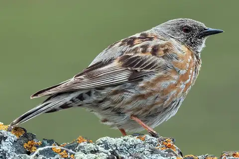 Altai Accentor