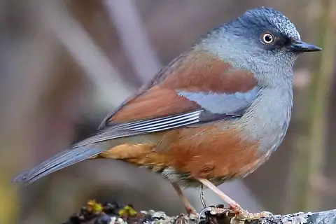 Maroon-backed Accentor