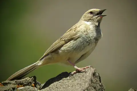 Kozlov's Accentor