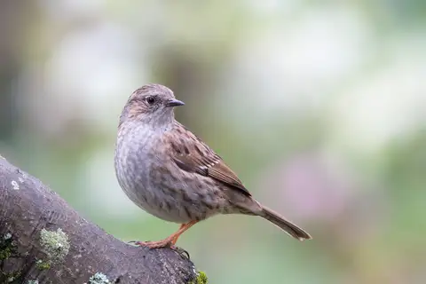 Dunnock