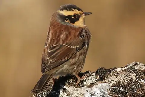 Siberian Accentor