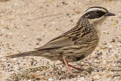 Radde's Accentor