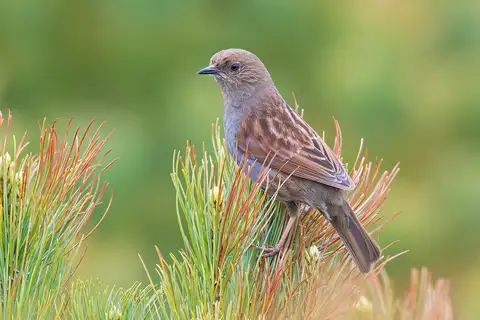 Japanese Accentor