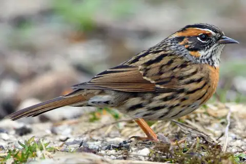Rufous-breasted Accentor