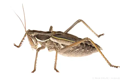 Robust Fan-winged Katydid