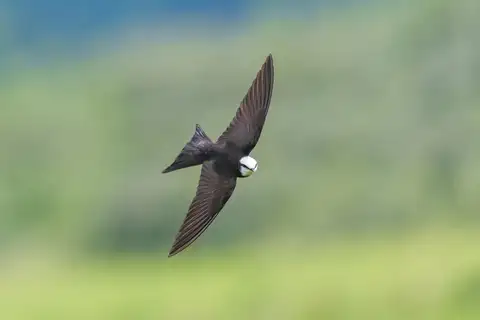 White-headed Saw-wing