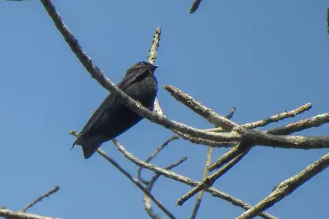 Square-tailed Saw-wing