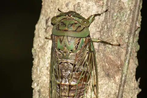 Forest Demon