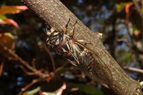 Lord Howe Island Cicada