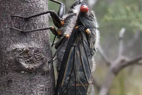 Redeye Cicada