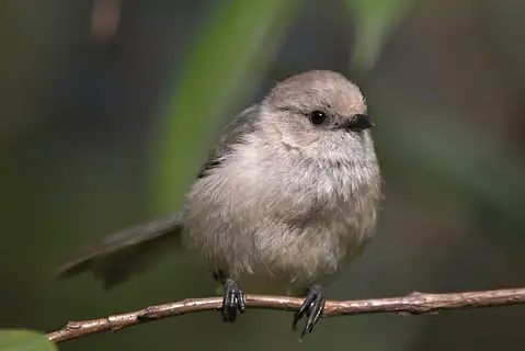 American Bushtit