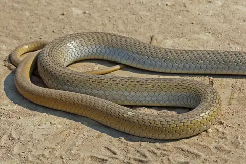 Olive Whip Snake