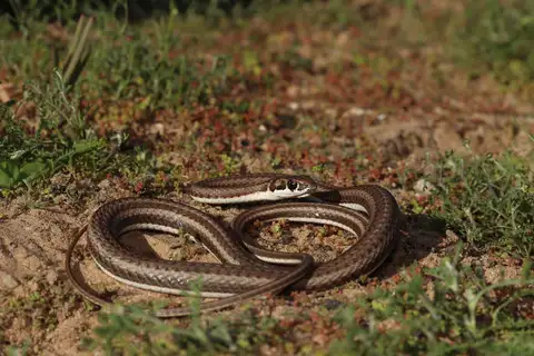 Karoo Sand Snake