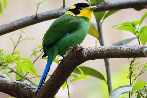 Long-tailed Broadbill