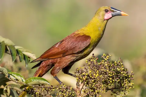 Olive Oropendola