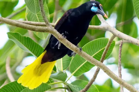 Black Oropendola