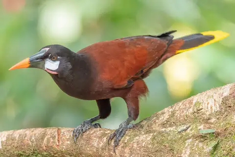 Montezuma Oropendola