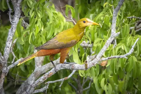 Green Oropendola
