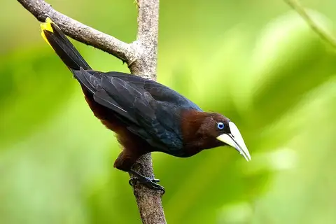 Chestnut-headed Oropendola