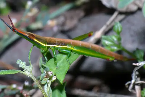 Common Psednura