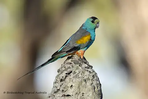 Golden-shouldered Parrot
