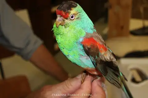 Paradise Parrot