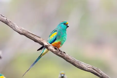 Mulga Parrot