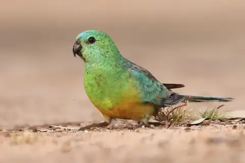 Red-rumped Parrot