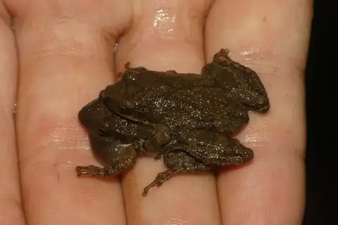Mountain Chorus Frog