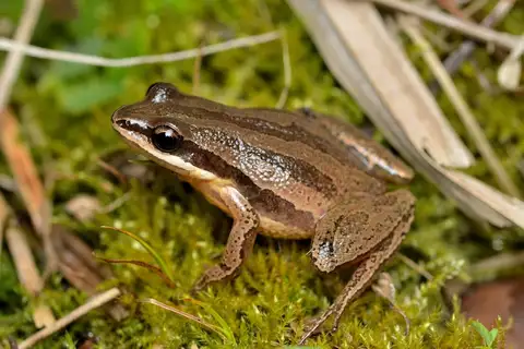 Brimley's Chorus Frog