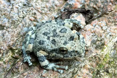 California Tree Frog