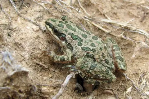 Spotted Chorus Frog