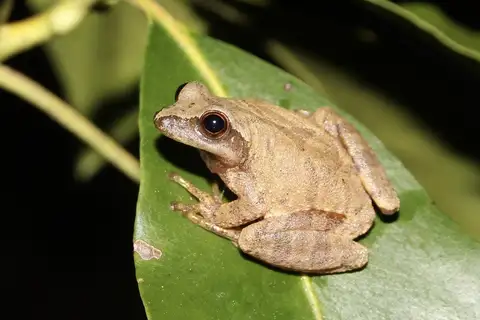 Spring Peeper