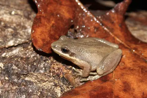 Upland Chorus Frog