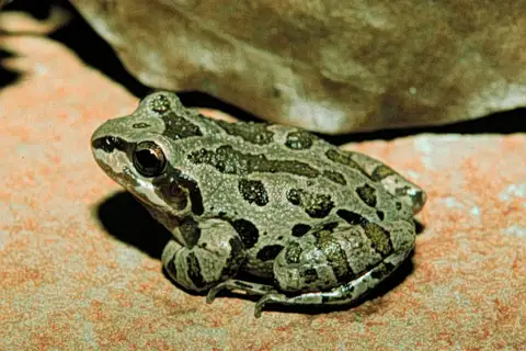 Illinois Chorus Frog