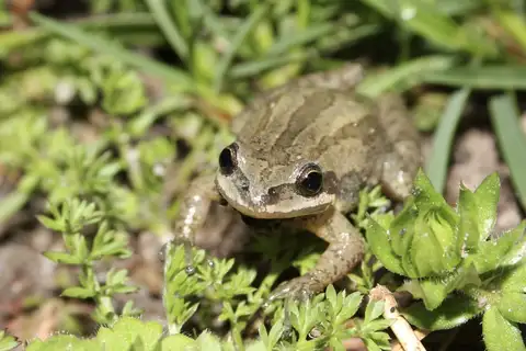 New Jersey Chorus Frog