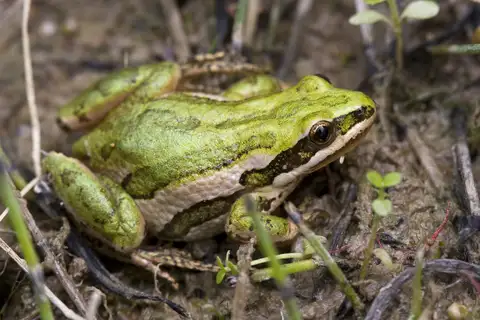 Boreal Chorus Frog
