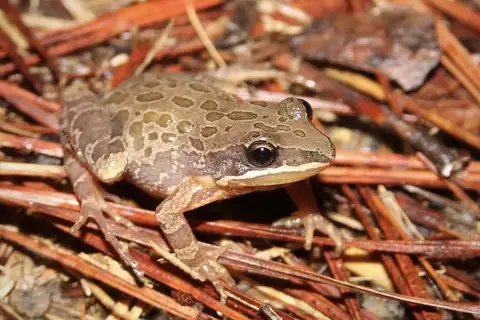 Southern Chorus Frog