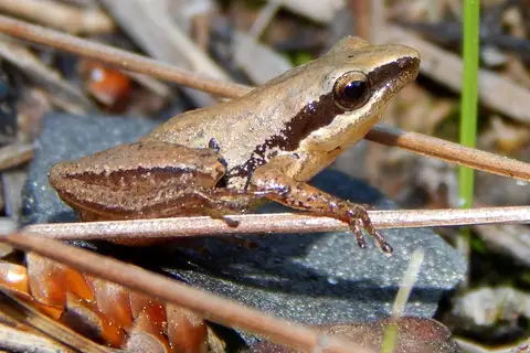 Little Grass Frog