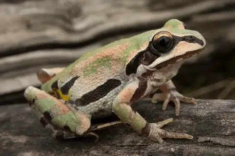 Ornate Chorus Frog