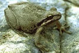 Pacific chorus frog