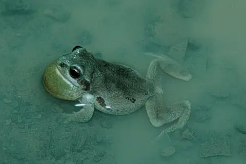 Strecker's Chorus Frog