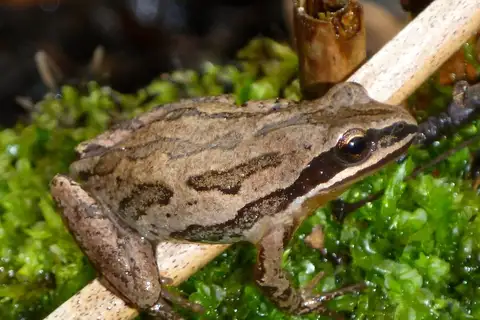 Western Chorus Frog