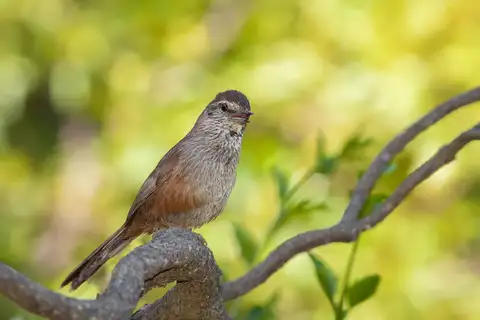 Dusky-tailed Canastero