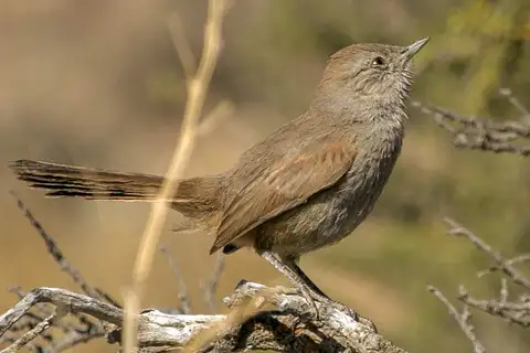 Patagonian Canastero