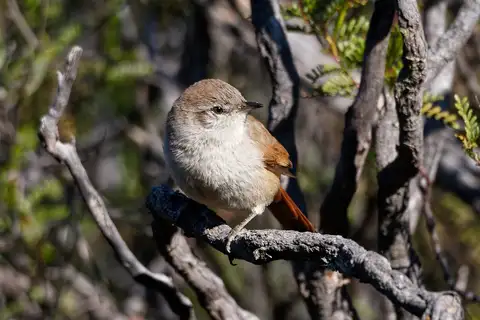 Steinbach's Canastero