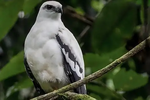 White Hawk