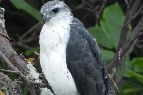 Grey-backed Hawk