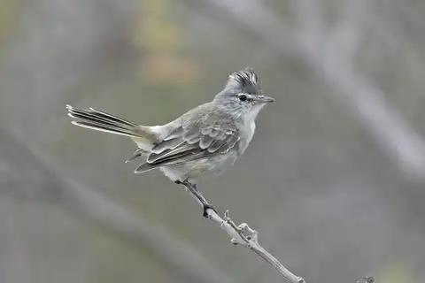 Grey-and-white Tyrannulet