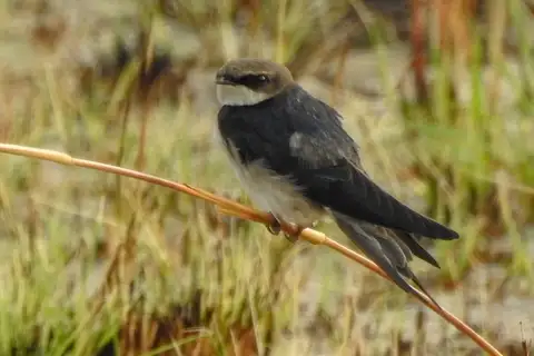 Grey-rumped Swallow